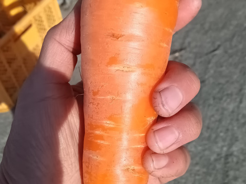 にんじん　新黒田五寸　肥料農薬不使用、自然栽培、自家採種