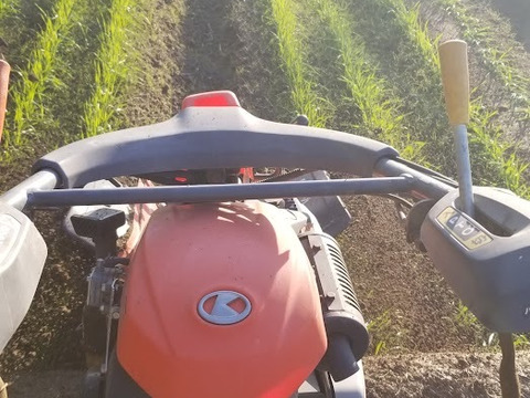 農薬最低限　中力小麦粉『チクゴイズミ』　1.5㎏（500g袋×３袋）