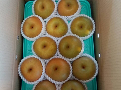 西洋梨ル レクチエ収穫します　最北の梨　秋泉　ありがとうございました。５ｋｇ　１０玉 　写真は、イメージです