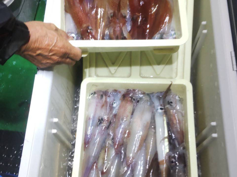 【限定】急速冷凍スルメイカ