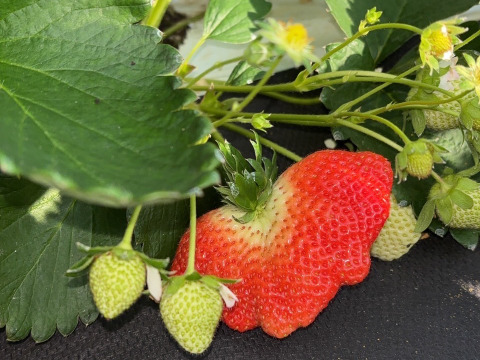 【ミシュラン御用達】🍓やみつきリピーター続出🍓累計数十万人が虜になる実力糖度『八女津姫ブランドいちご』大容量パッケージ約500g【冬ギフト】【3月上旬予約】