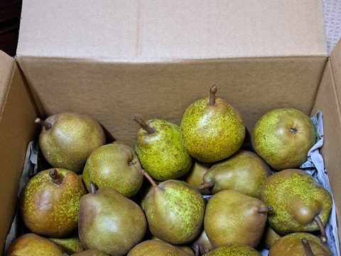 【ミニサイズ】ラフランス　規格外の小玉サイズ！約6kg