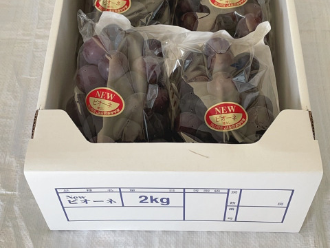 岡山県産ピオーネ（種無し）糖度18度前後　２㌔箱（3房〜5房）