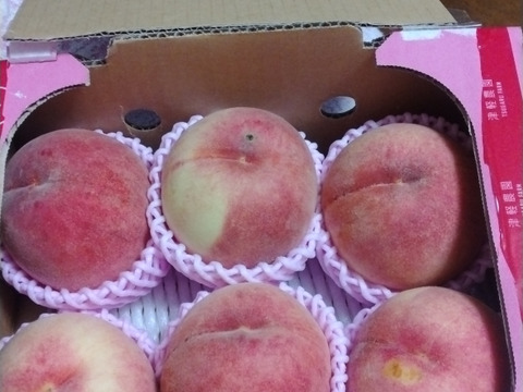 早期予約価格　🍑桃の王様　川中島白桃　1.5kg　5玉前後　【ASIAGAP認証農場：津軽農園】8月下旬　採れたて農家直送