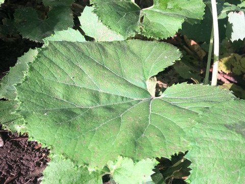 ばぁばの【フキ❗❗】約2kg！唐辛子つき🌶️🌶️🌶️子供に食べさせたい野菜😋🍙自称永遠の18才✨️✨️✨️ばぁばのモノスゴイ野菜🍅🍆🌽✨✨✨✨✨