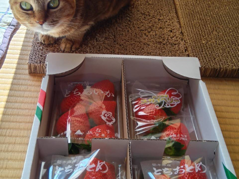 とちぎの完熟いちご３種の食べ比べセット
(とちあいか・スカイベリー・とちおとめ)
【いちご食べ比べ】