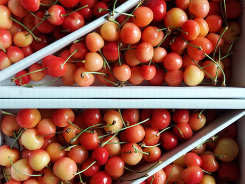 【さくらんぼ】家庭用グラデーションセット 【佐藤錦】🍒１キロ×２箱🍒【双子ちゃんが入るかも】【送料分お得】【訳あり】
