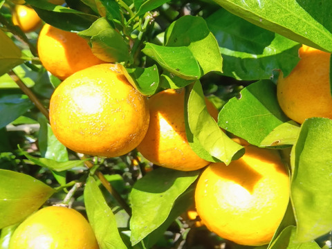 にんじん＆葉物 自然栽培 自家採種