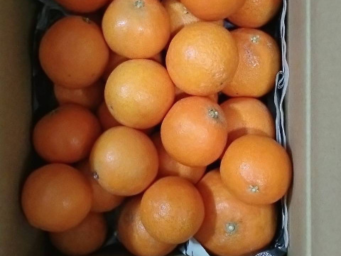 【訳ありだけど美味しさそのまま】まどんな 5kg 【ゼリーのようなプルプル食感】