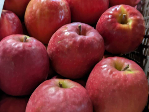 食べるシャンパン！『ピンクレディー®』4.5㎏　18～28玉サイズ
甘酸っぱく濃厚　全国流通量0.015％の希少種　長野県　標高600mの高原からお届け