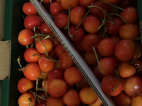 【 最終20箱限定🍒 】【 紅秀峰 】さくらんぼ 山形県天童産 訳あり 1kg 秀•特秀【 朝どれ 】