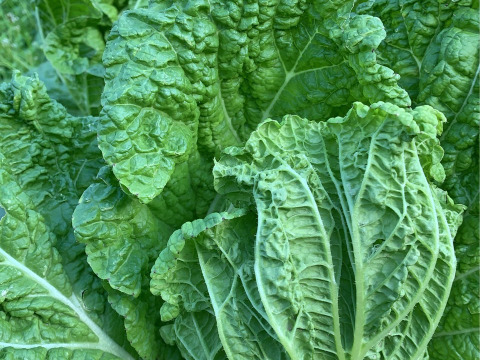 【霜降りミニ白菜】　兵庫県香美町産「ミニ白菜」（５玉）