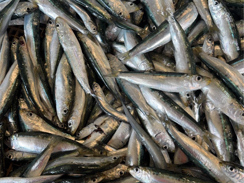 まいわし　生　冷凍　５００ｇ、小ぶり、まるごと