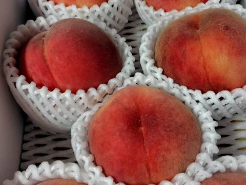 希少品種が入るかも！【品種おまかせ🍑白桃】秀品2kg ※8~9月発送