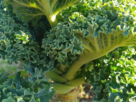 飾って食べちゃう　【枝付きケール】　自然栽培　固定種