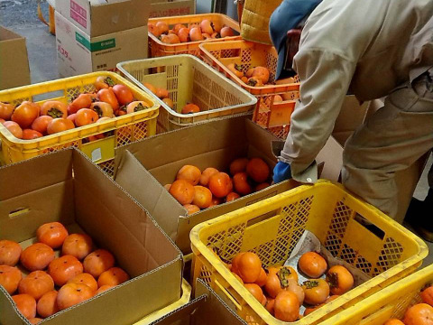 【朝市限定】訳あり　特別栽培次郎柿2.3kgと新米コシヒカリ1.8kg