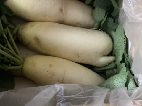 葉っぱまで美味しい！葉つきミニ大根3キロ
