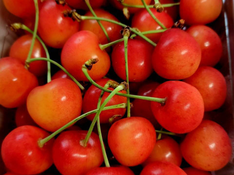 【さくらんぼ最高糖度賞受賞園地】紅秀峰　秀品500g