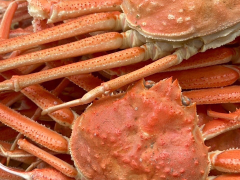 ※期間限定特売セール‼【北海道産】活ズワイガニ　サイズ小中　7.5kg