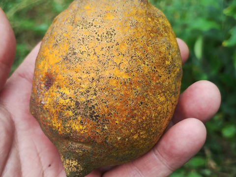 果汁2kg【果汁用】【【訳あり】【完熟】【栽培期間中農薬不使用】大崎上島レモン2㎏