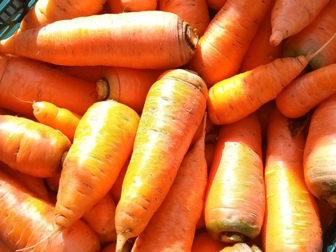にんじん＆葉物 自然栽培 自家採種