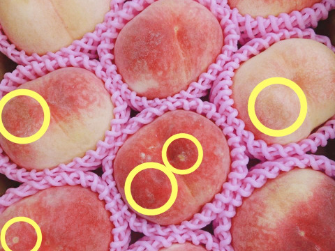 【優品】産地直送！硬めの桃（ご家庭用・3㎏）※品種：さくら【最終10箱限定】