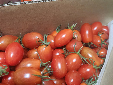 【訳あり】島根県江津市産☆　ミニトマト スパルタ生まれのひみこ　１kg入り