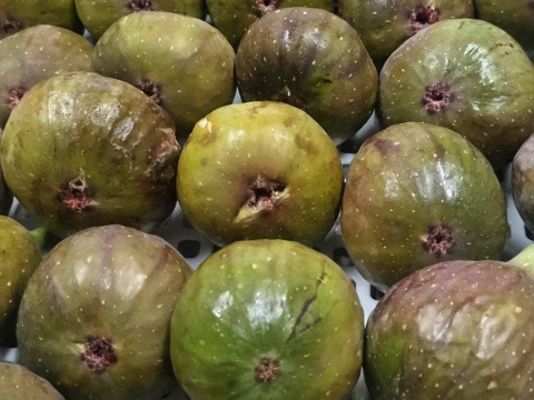 せとうち周防大島　いちじくジャム