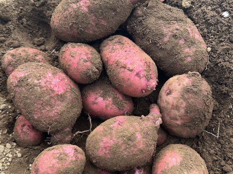 【自然栽培】千葉県産じゃがいも（レッドムーン）1.5Kg
