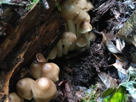 【真の幻茸】オドウタケ/オドタケ/御洞茸/ジュロウ/準絶滅危惧種の美味きのこ/500g