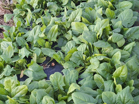 【農薬化学肥料不使用】旬の野菜セット(80サイズ5-6品)