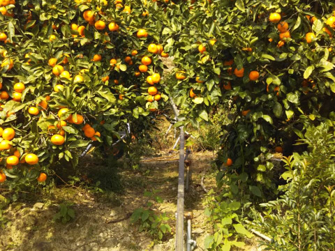 ぷりぷり！はるみ　和歌山みかん　秀品　Mサイズ　22個入り　贈答用