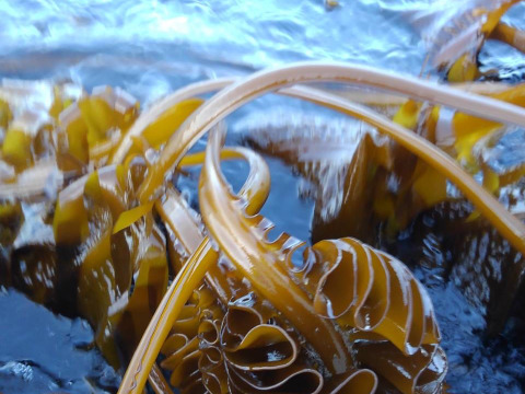 うまネバ！【産地直送】きざみめかぶ200ｇパック5本 伊勢志摩産　鳥羽市の離島・菅島沿岸で収穫！　人気のおみやげ