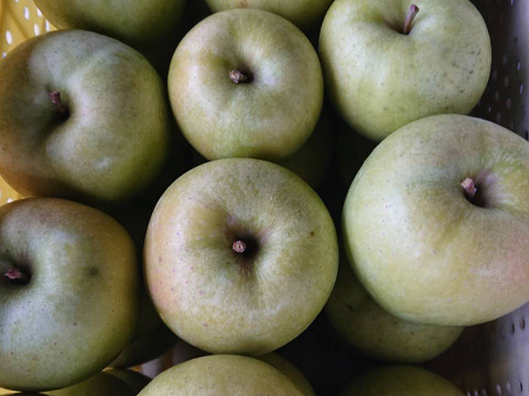 王林10kg　王林の甘さを味わって（名月も甘いけど王林の香りと甘さもぜひ！）お試し下さいませ。