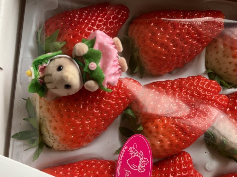 希少いちご食べ比べセット【希少品種　桃薫＆静岡ブランドいちご きらぴ香】大粒いちご　各1パック　贈答用 ブランドいちご イチゴ 苺 ギフト スイーツ 果物 プレゼント 贈り物 お礼品 誕生日