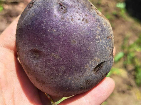 ホクホクなのに粘質感も！深い甘みのジャガイモ「タワラマゼラン」１Kg【栽培期間中農薬、化学肥料不使用】