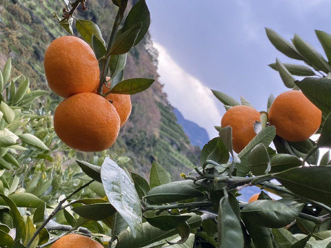 【ご家庭用】冬の定番、大人気！有田みかん10キロ