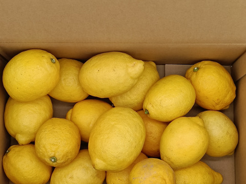 レモン特選　大玉（2Lサイズ）【10㎏】