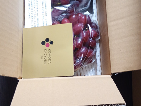 【すぐ発送】極薄皮人気希少品種！クイーンセブン 約800g（2～5房）長野県認証/特別栽培同基準（信州の環境にやさしい農産物認証50）