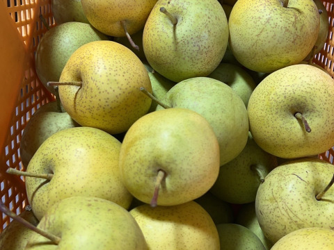 幻の和梨 ギフト かおり梨箱込3.5キロ7-9玉 香豊かでジューシーで