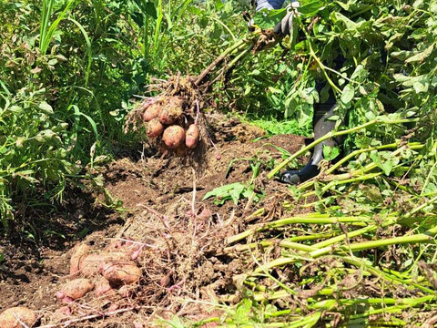 ホクホクなのに粘質感も！深い甘みのジャガイモ「タワラマゼラン」１Kg【栽培期間中農薬、化学肥料不使用】