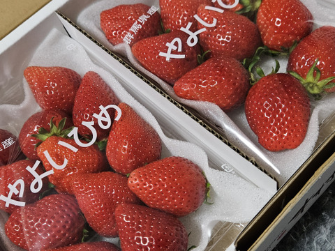 果汁たっぷり❗やよいひめ『群馬いちご』320g×4トレー（2箱）