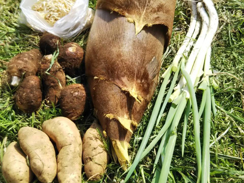 ココロにgreen 地球はcleanに【農家として気候変動を考える】野菜セット 耕さない畑 草とともに賑やか22年の畑