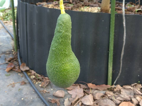 【愛知県産】希少な国産アボカド