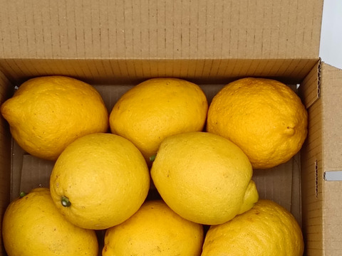 レモン特選　大玉（2Lサイズ）【5㎏】