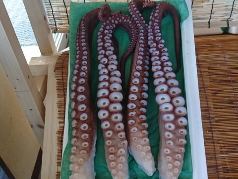 1.8kgミズダコ足頭セット【人気No1】活茹でタコ【真空加工】　北海道白老産