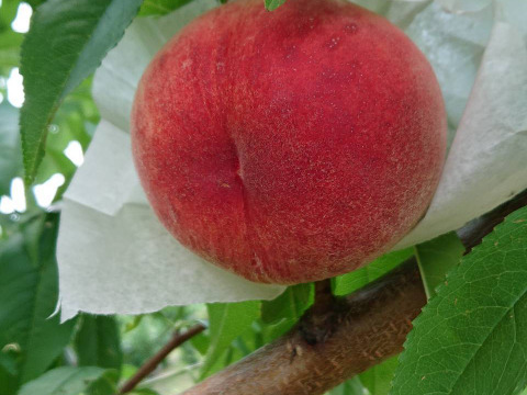 ☆山梨県産桃　食べよう！（3キロ箱使用）