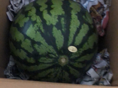 夏丸スイカ 大玉【 1玉入り 】6kg以上 家庭用から贈答可能 秋田県産 スイカ お盆 フレッシュスイカ 夏の風物詩 ギフト お中元 夏丸 暑中見舞い 美味しい 甘い スイカ  糖度14