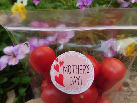 【母の日ギフト】 フルーツトマト『わにつかトマト こくあまプレミアム』【150g×4コ】はじけるジューシーな味わいの贈り物♪