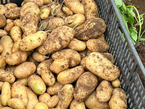 【B級品】小さいジャガイモ★3kg【農薬も化学肥料も使わずに育てています】